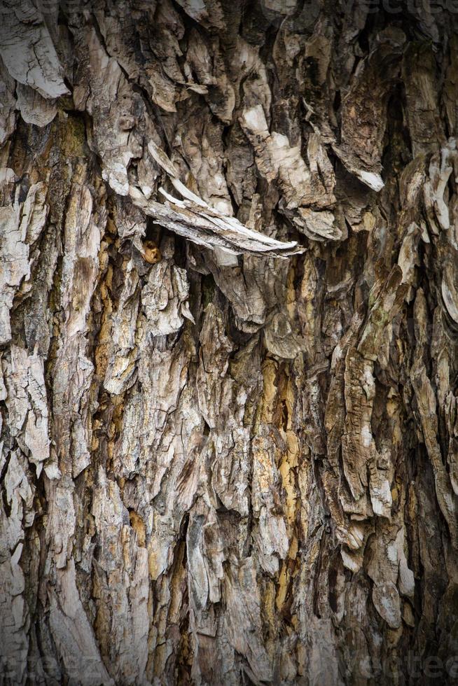Old Wood Tree Texture Background Pattern photo