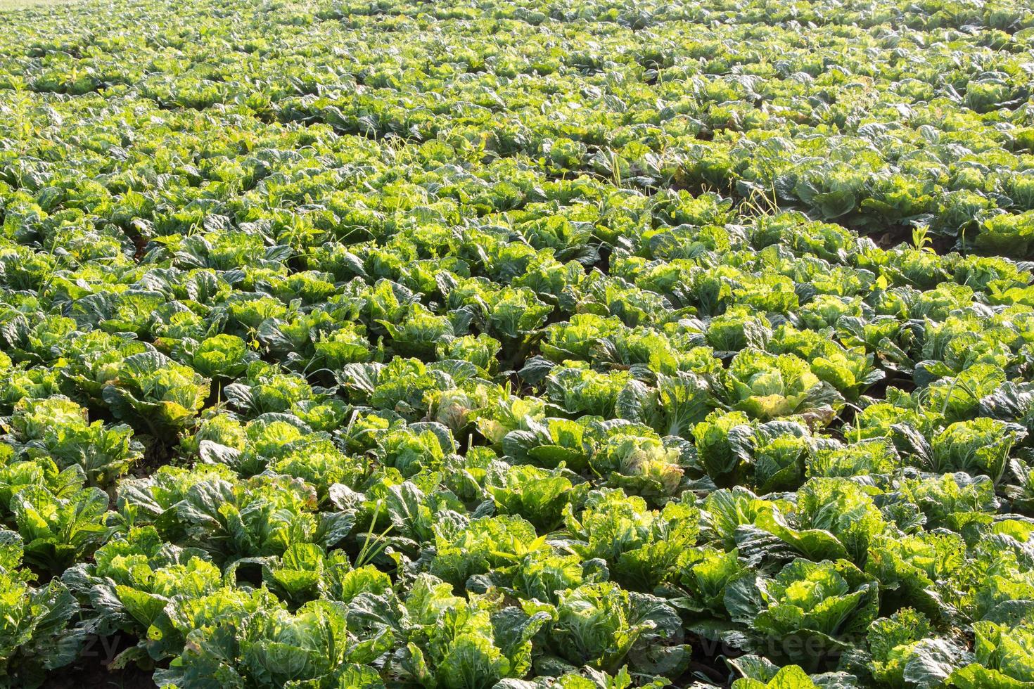 chinese cabbage field in the country side photo