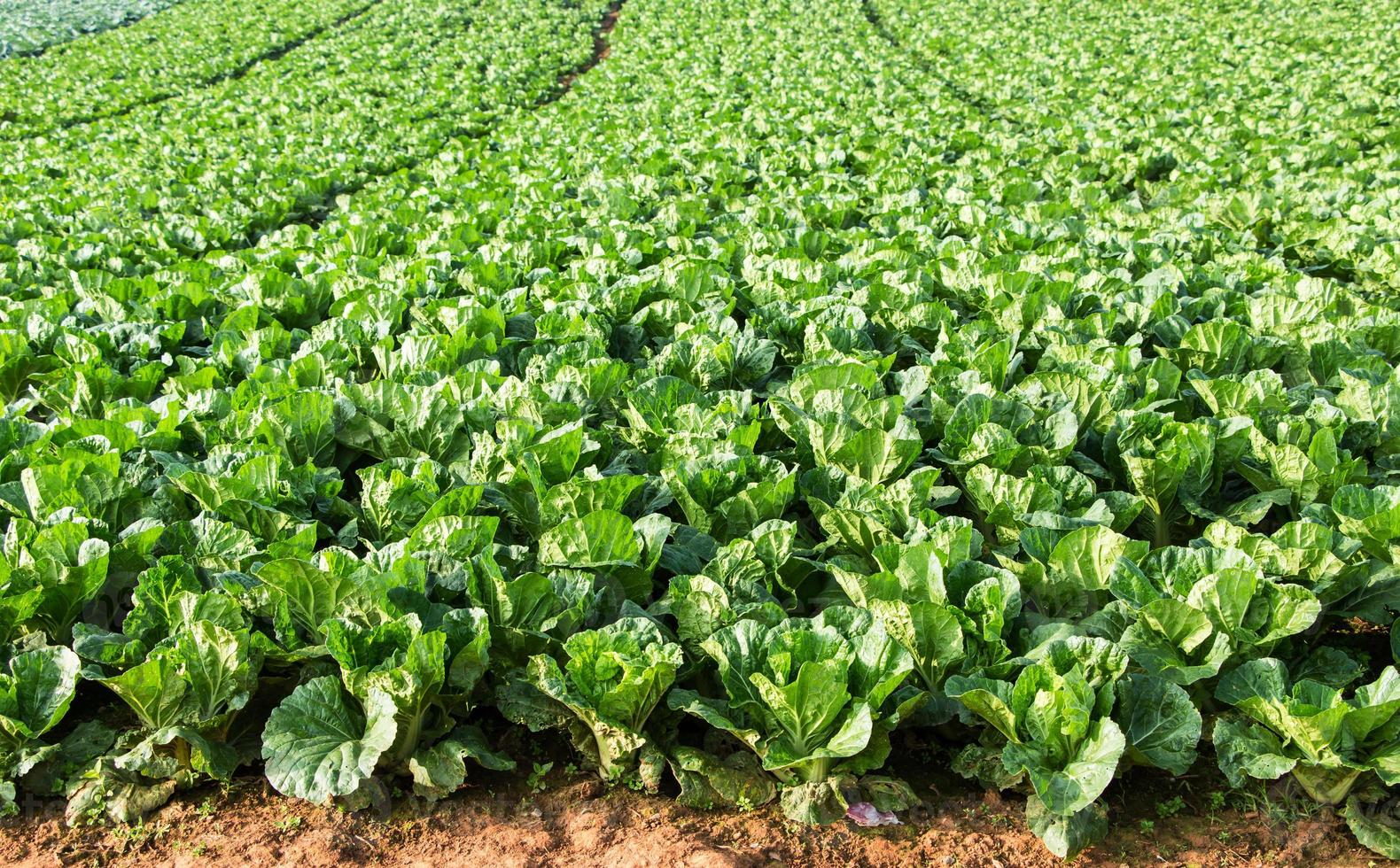 Chinese Cabbage fields photo