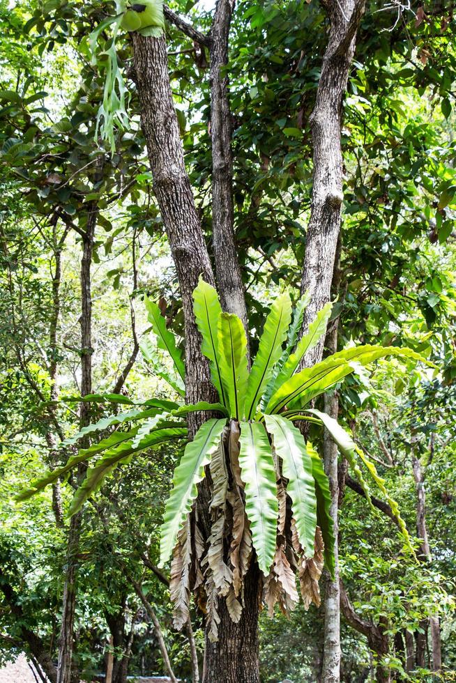 bird nest fern photo