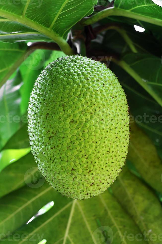 Breadfruit in his tree photo