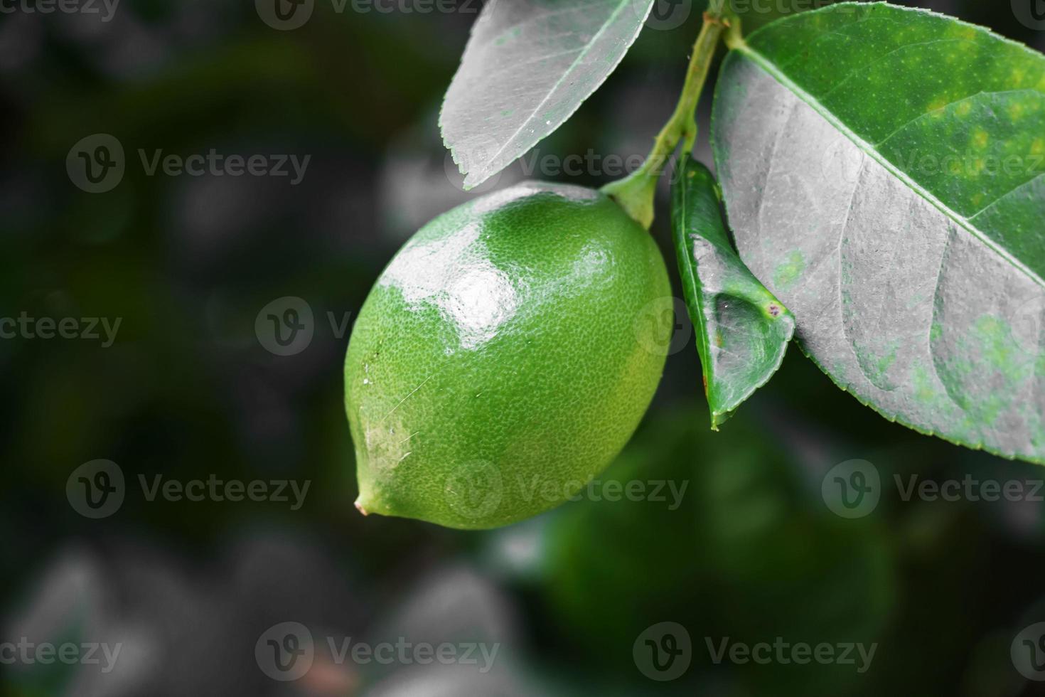 limones en el árbol. foto