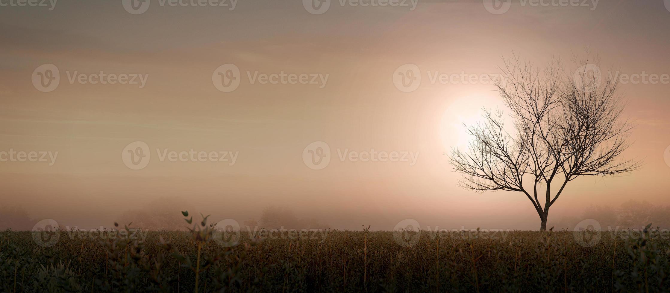 Sunset with silhouette tree panorama view.3d rendering photo