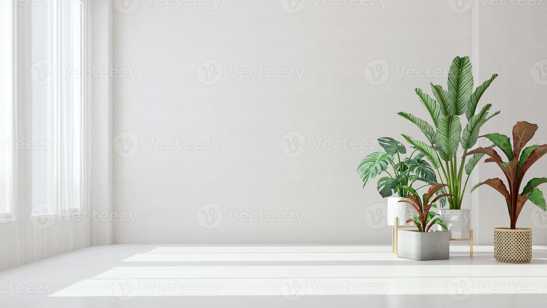 habitación blanca vacía con planta y luz solar.representación 3d foto