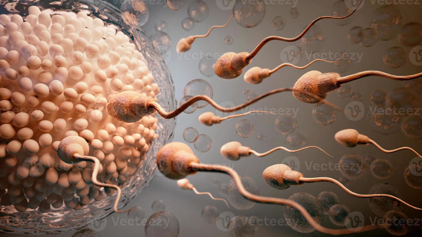 Sperm and egg cell.Natural fertilization on dark background. 3d illustration photo