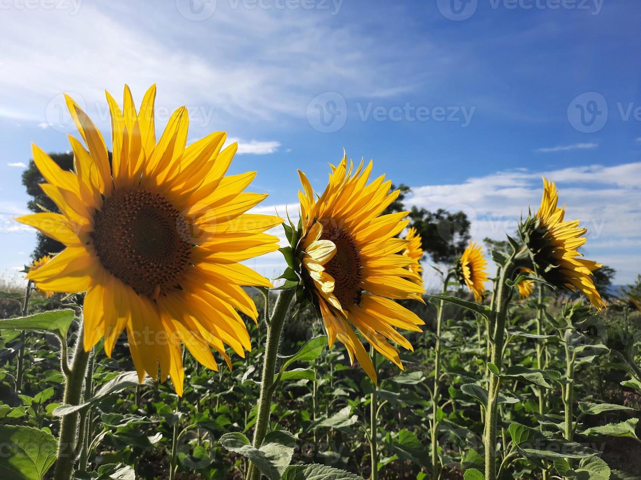 Three sunflowers in the cultivation field at sunset photo