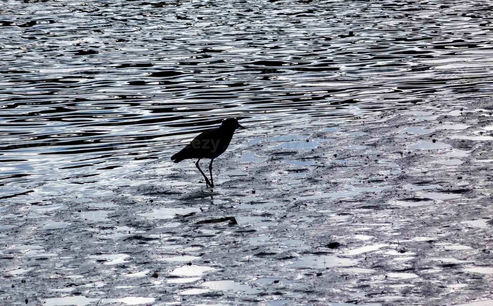 Argentinian tero walking in the edge of a river photo