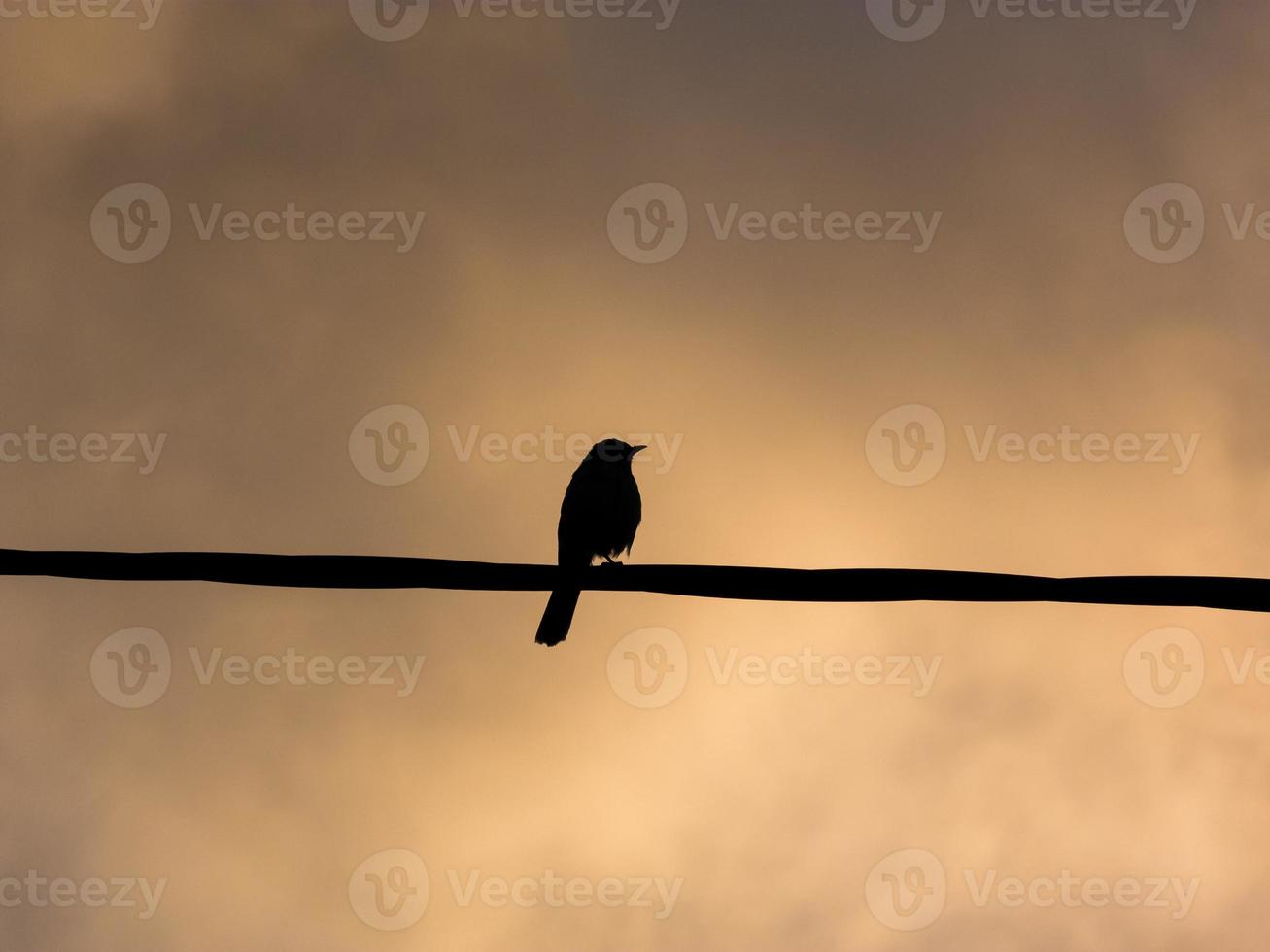 Silhouette of a little bird in a cable, sunset behind photo