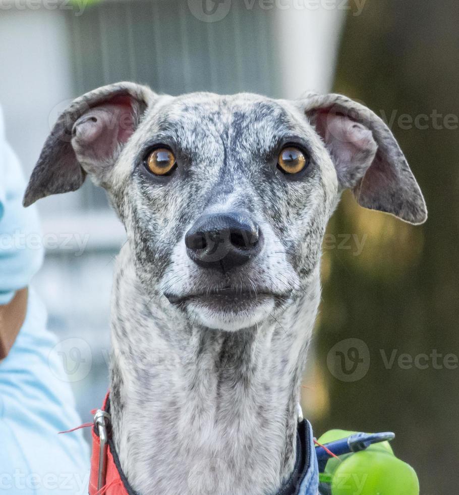 Greyhound portrait in a park photo