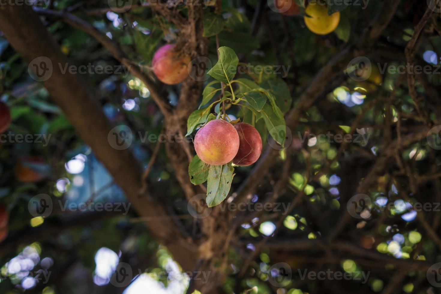 Two plums hanging of the tree photo