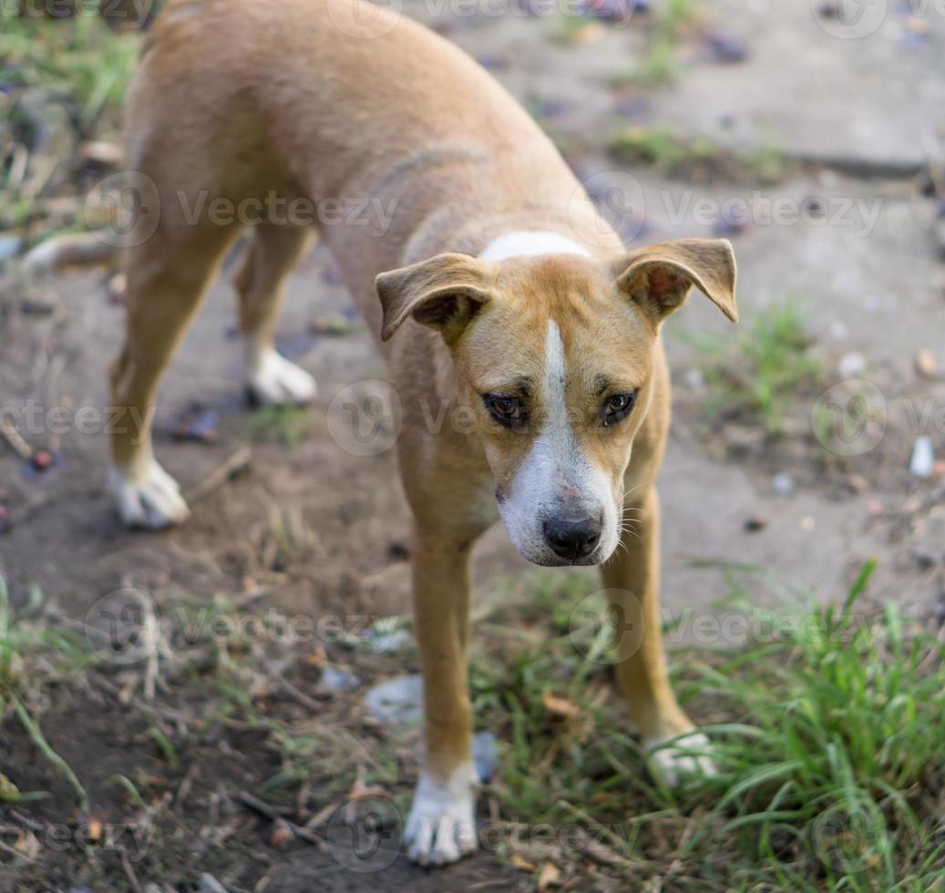 Portrait of a mixed breed dog photo