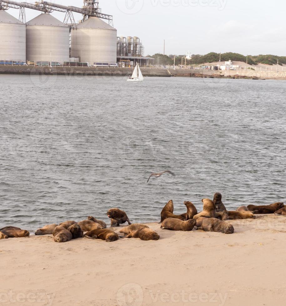 Sea lions resting in the sand at the bay photo