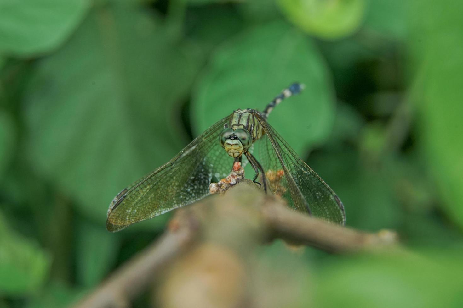 picture of a dragonfly perched on a tree trunk with blurry background focus on his eyes, macrophotography photo