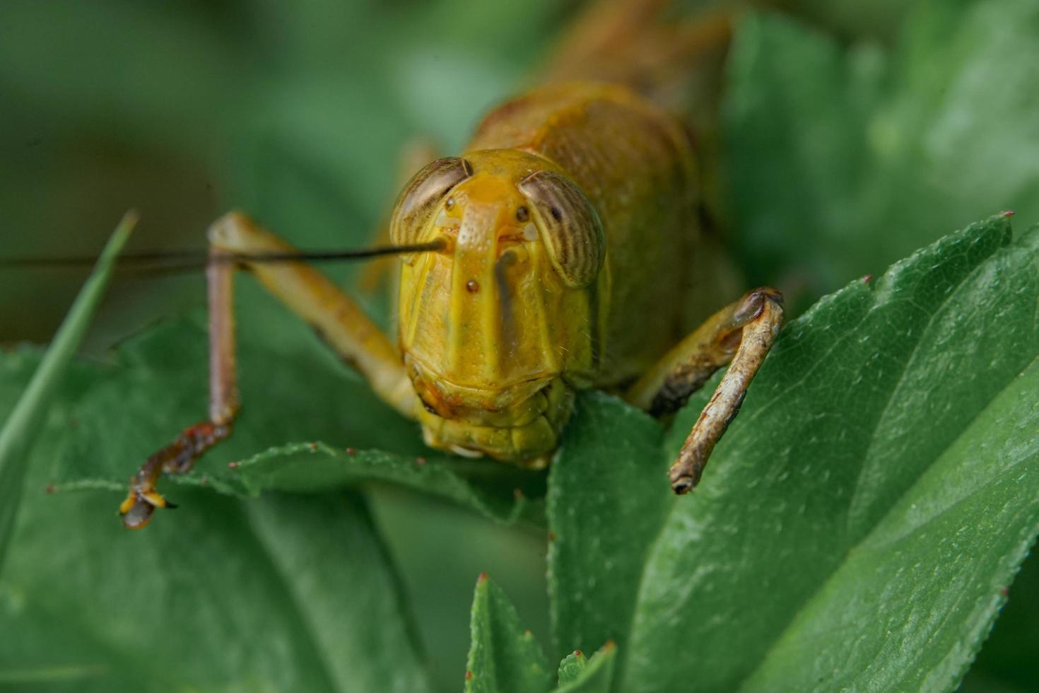 Picture of a yellow grasshopper is perching on a green leaf, focus on his head, macrophotography. photo