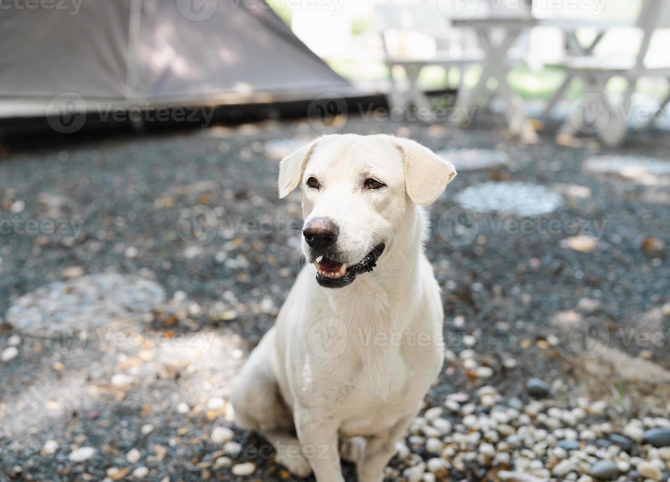lindo perro tailandés blanco sentado en un jardín de camping en el suelo de roca, mascota amigable foto