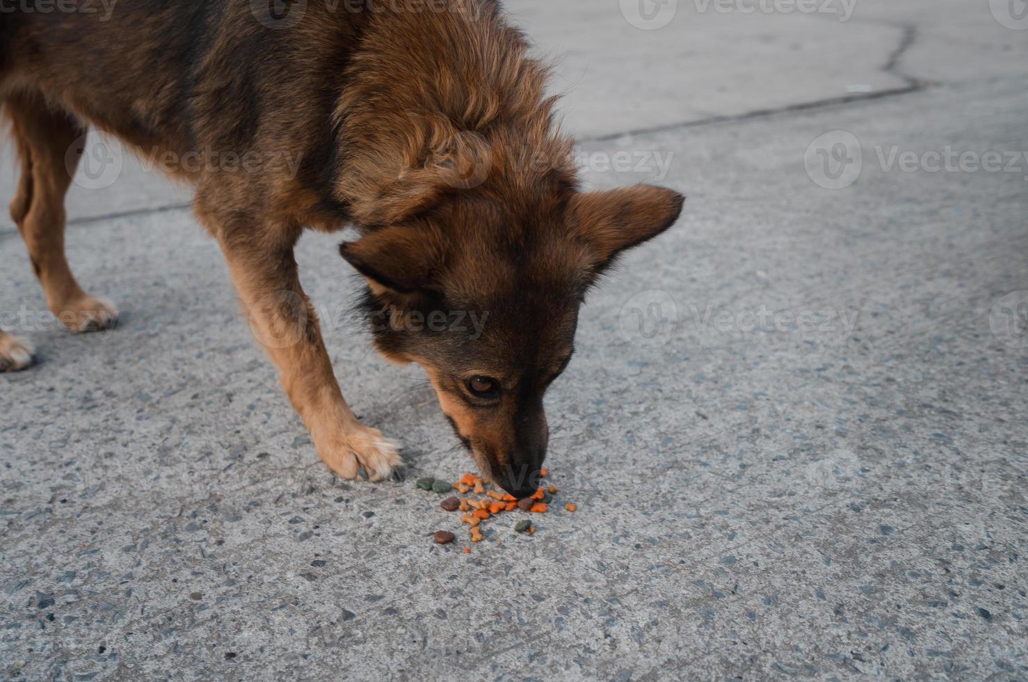 closeup brown homeless dog eating dry dog food on cement floor photo