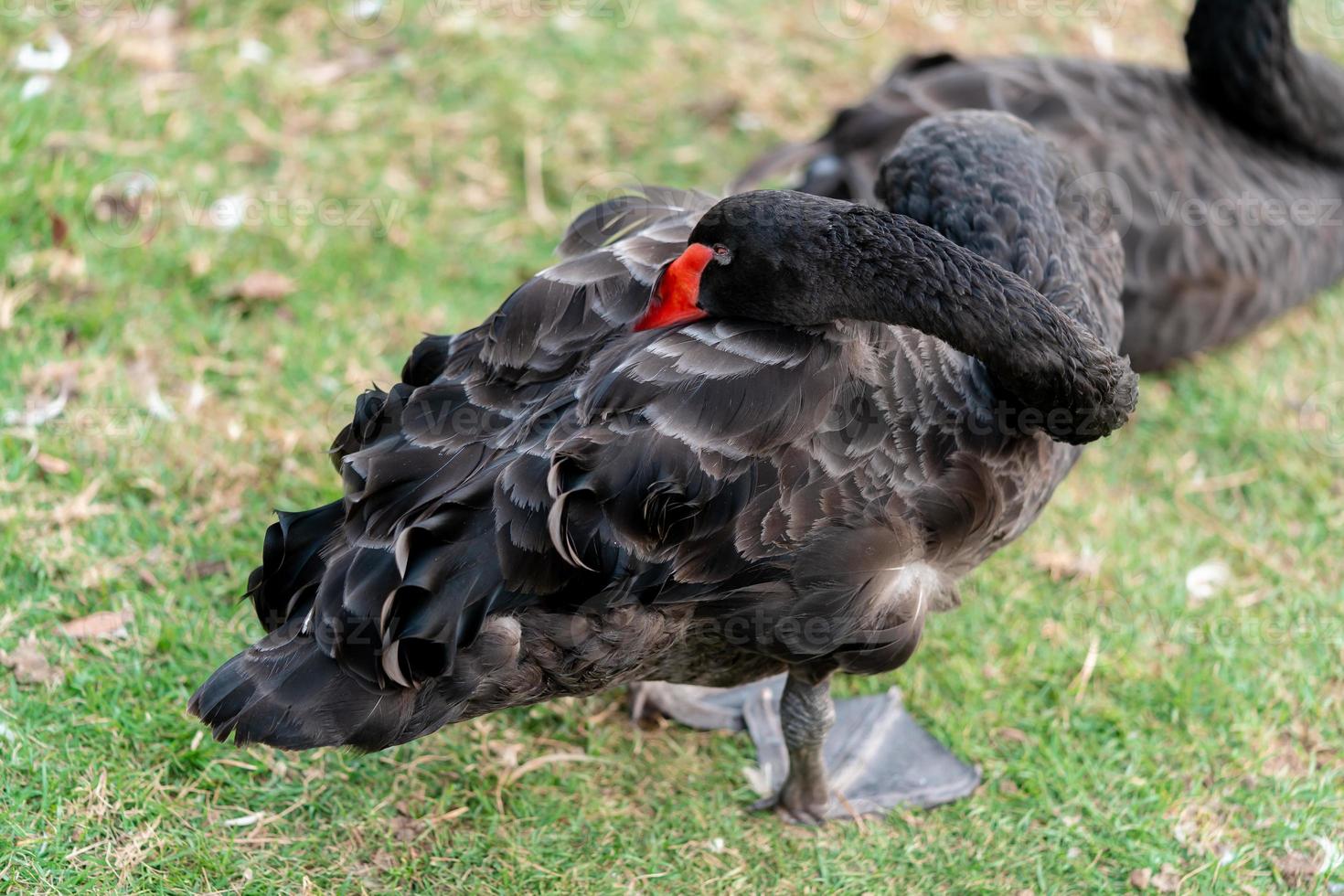 closeup black swan with red beak in green glass field grooming feather cleaning itself photo