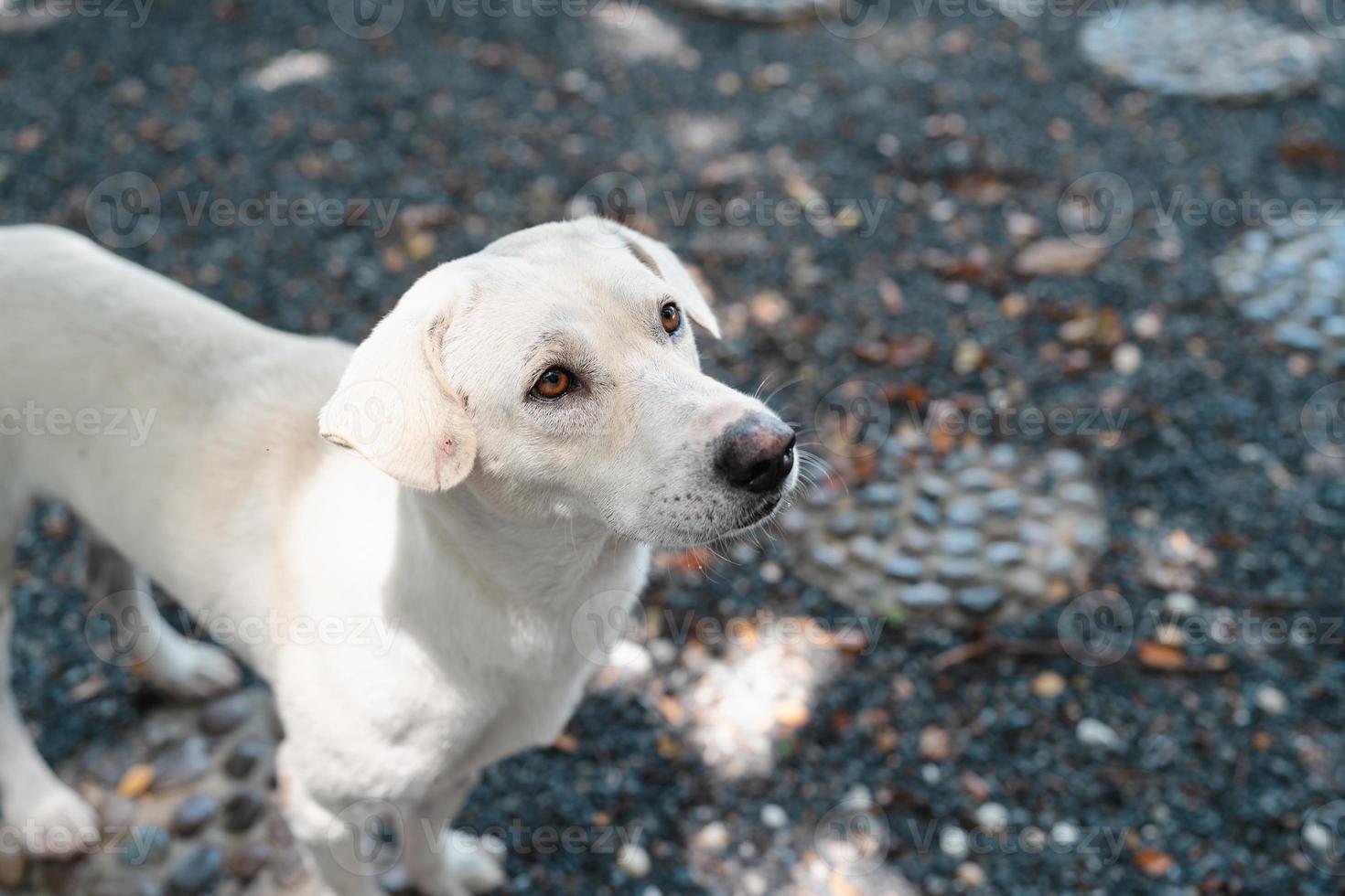 lindo perrito blanco hambriento buscando y pidiendo comida en un jardín rocoso, mascota amigable foto