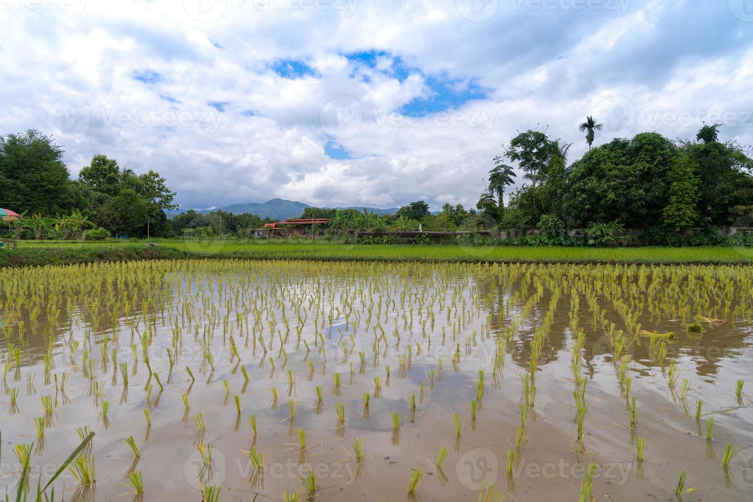 rice filed in waterlogged farm with cloudy blue sky and reflection, traditional paddy planting photo