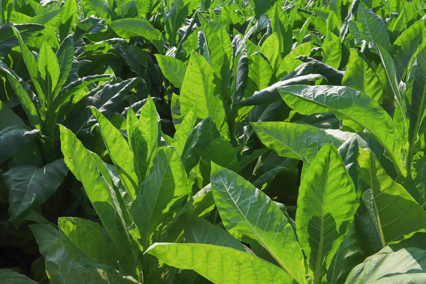 hojas de tabaco afectadas por enfermedades. temporada de cosecha agrícola foto