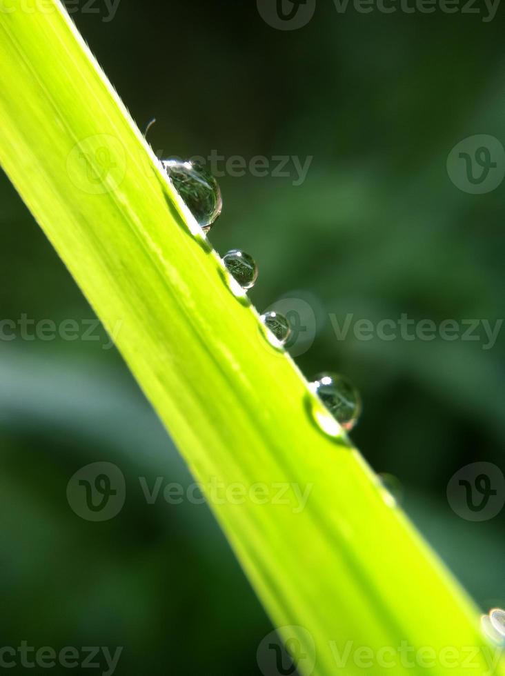 gotas de lluvia sobre hojas anchas, frescas y verdes foto