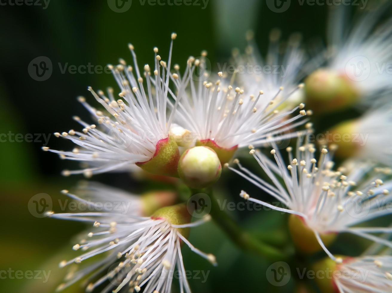 the beautiful flower that is blooming up close photo