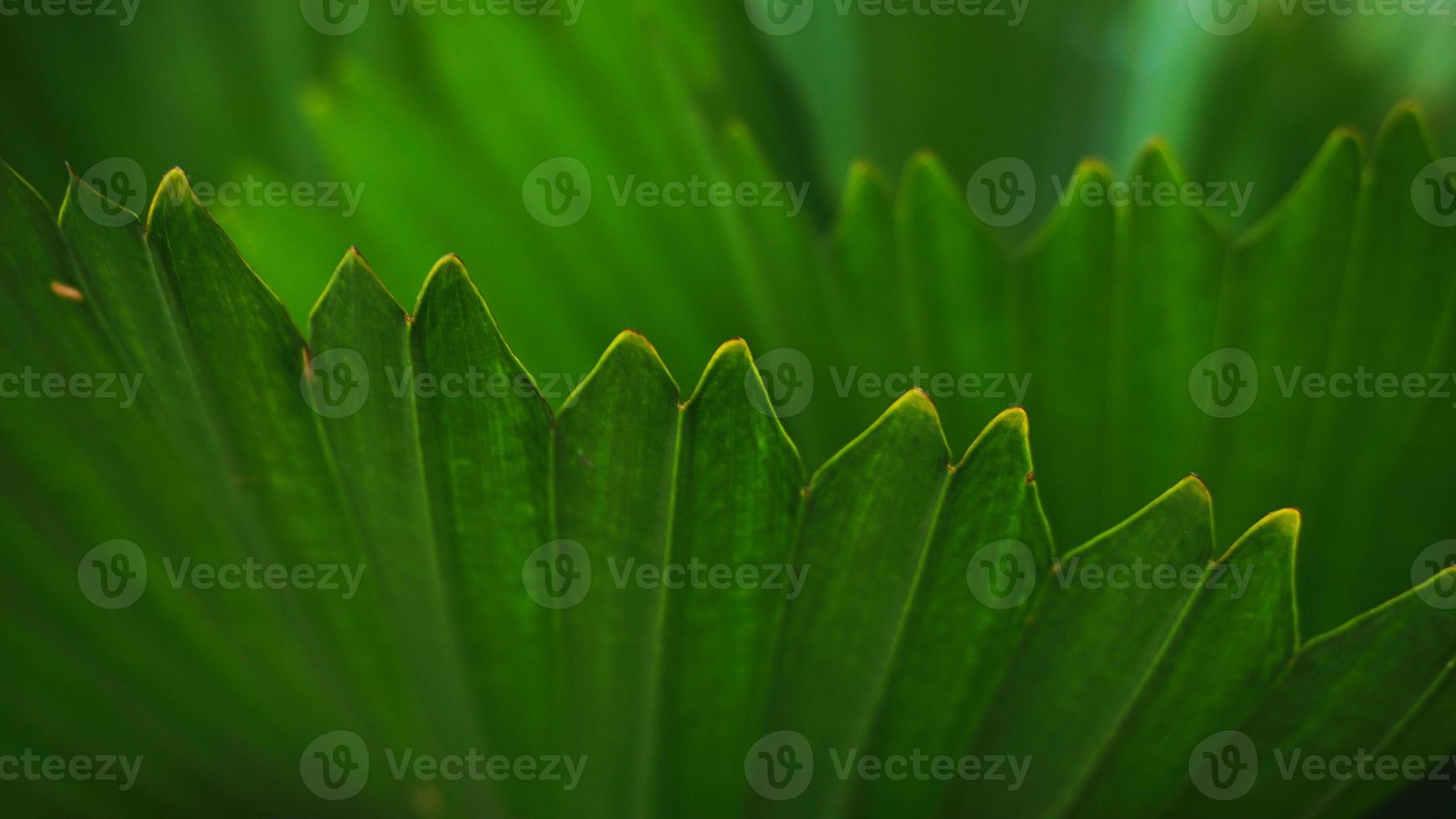 Tropical dark green leaves texture background or wallpaper. photo