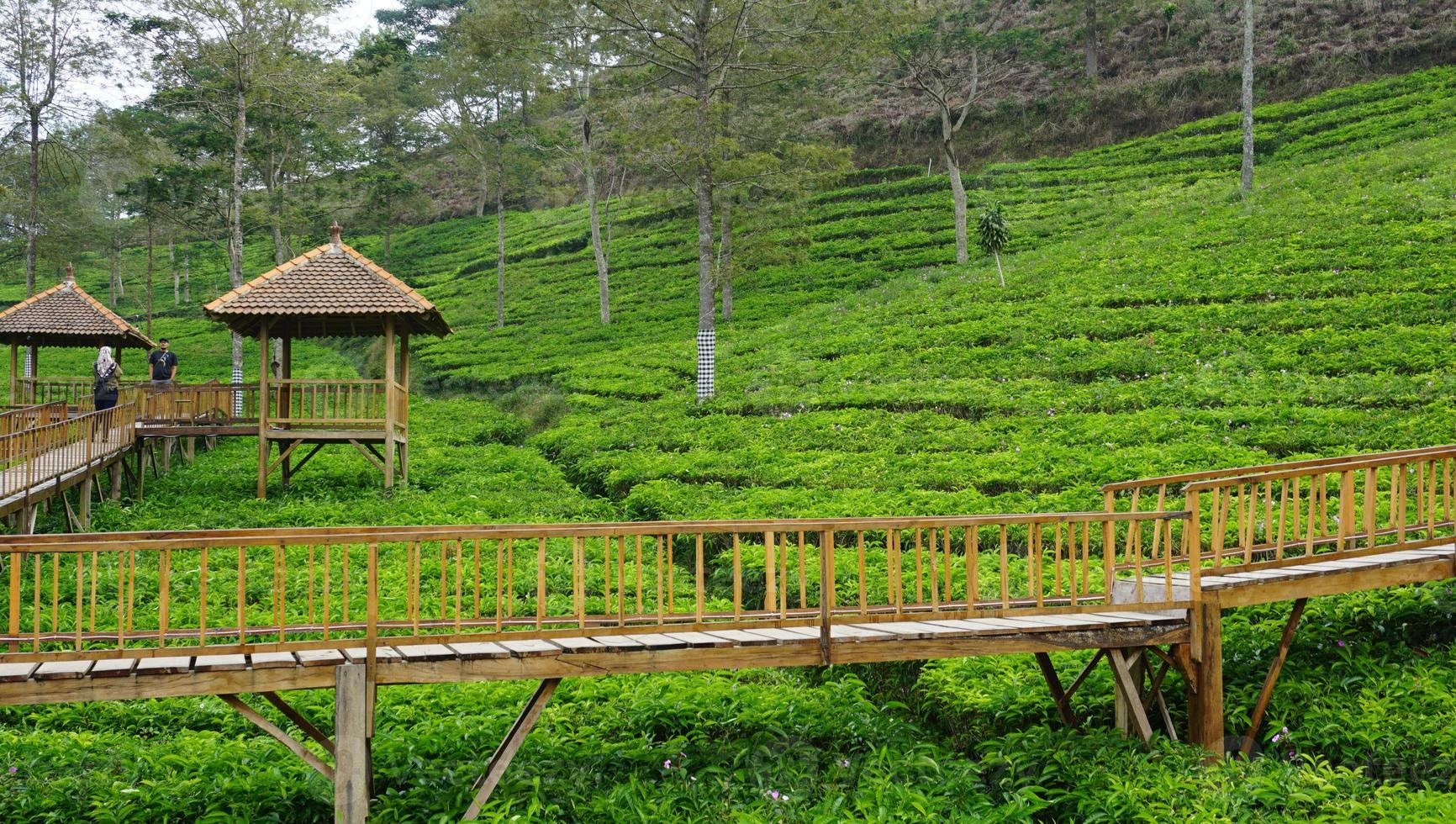 green tea fields in Bumiayu, Central Java - Indonesia photo