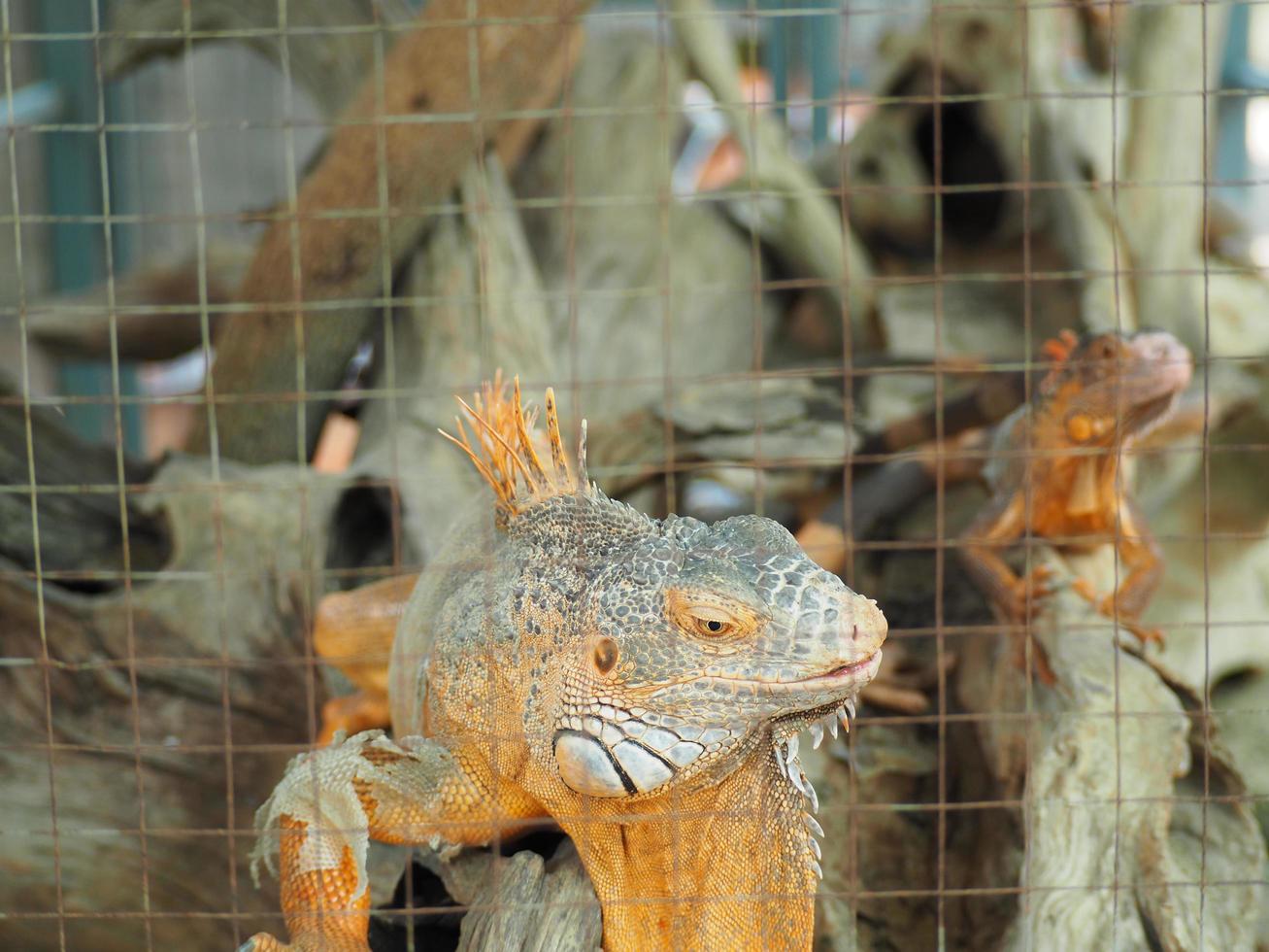 Orange iguana in a cage in the zoo photo