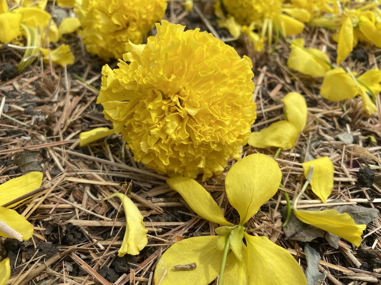 Summer marigolds on dry grass photo