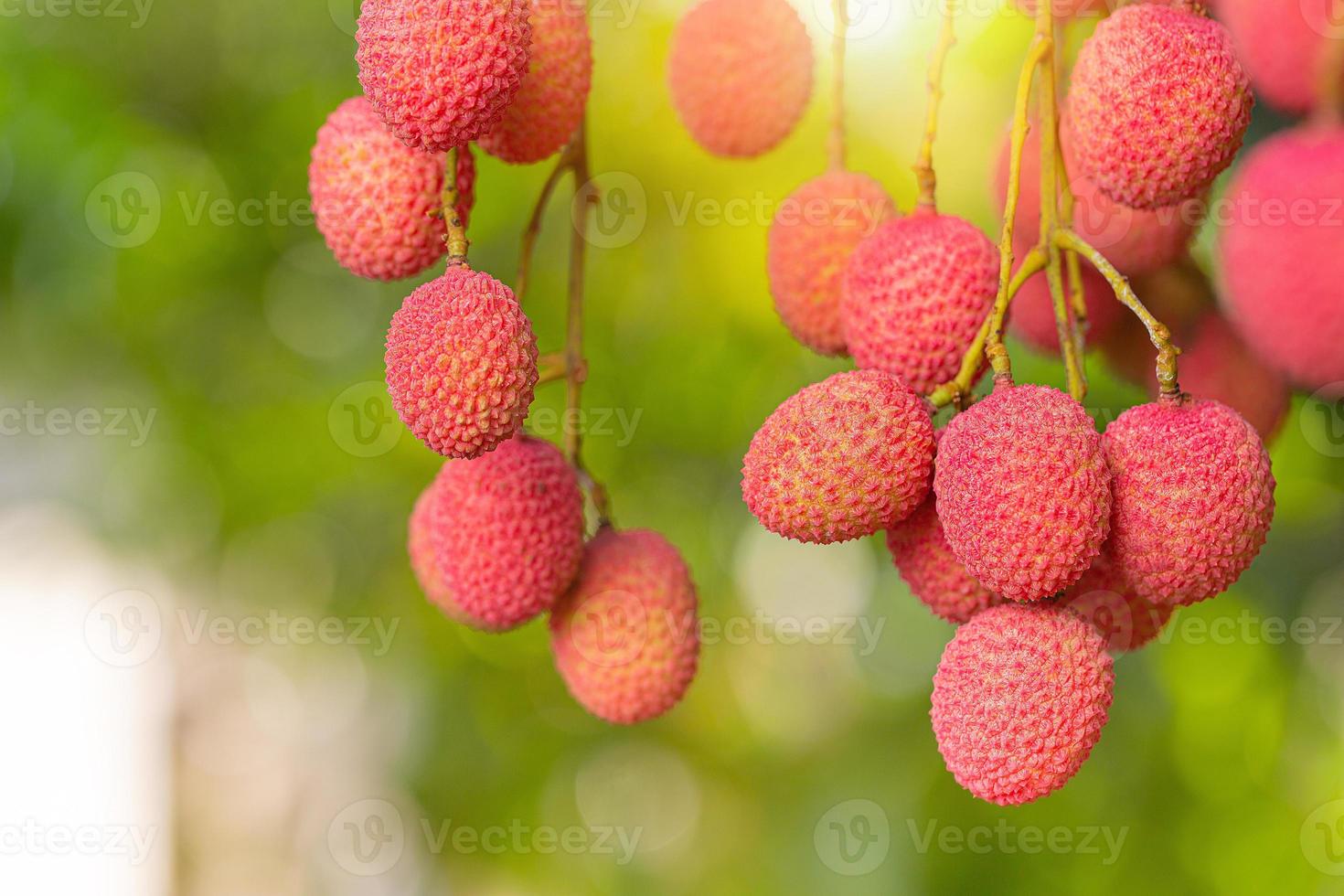 lychee on tree photo