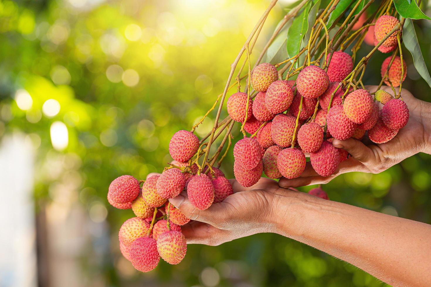 lychee on tree photo