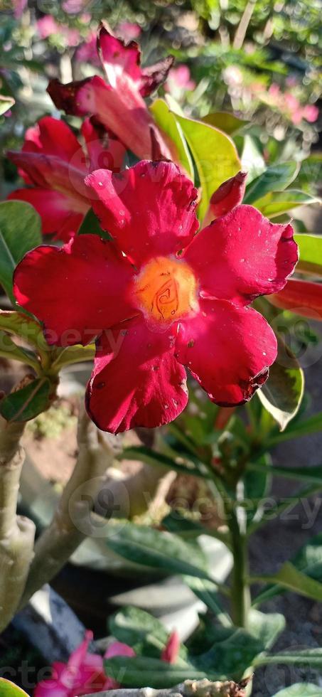 flower and scenery background photo