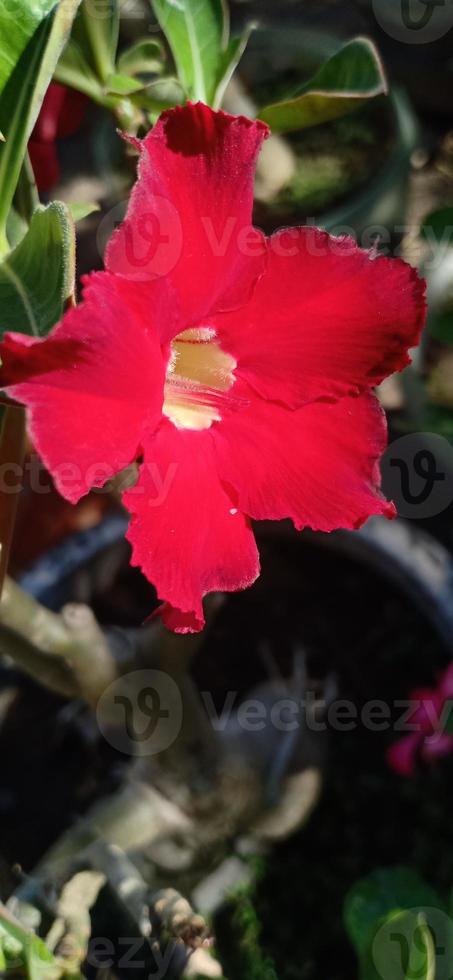 flower and scenery background photo