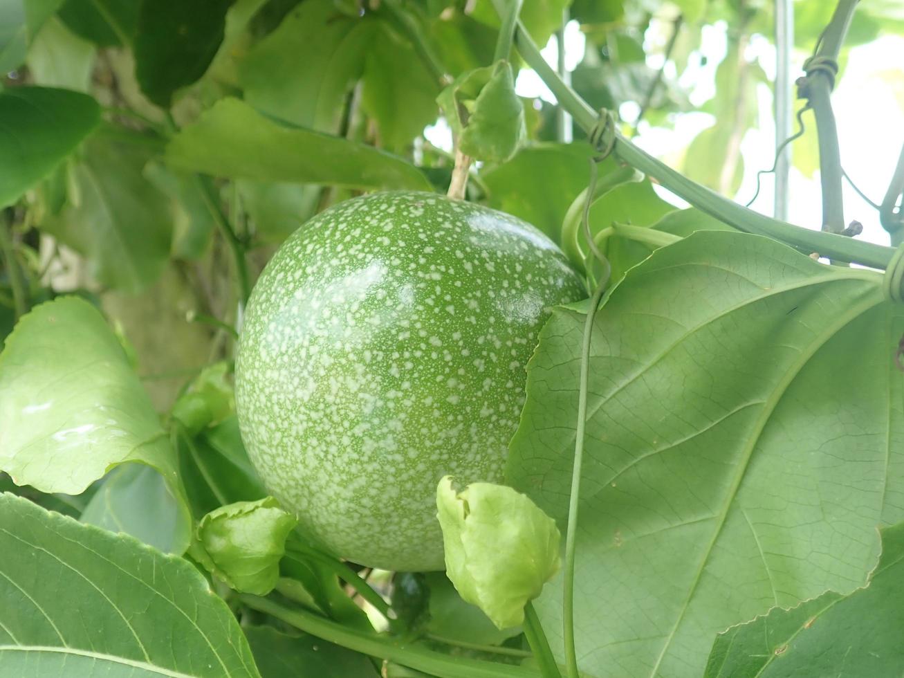 an unripe passion fruit vines on fence on a blurred background. Passiflora edulis, commonly known as passion fruit belongs to the genus Passiflora. This fruit is round and has yellow webbed seeds. photo