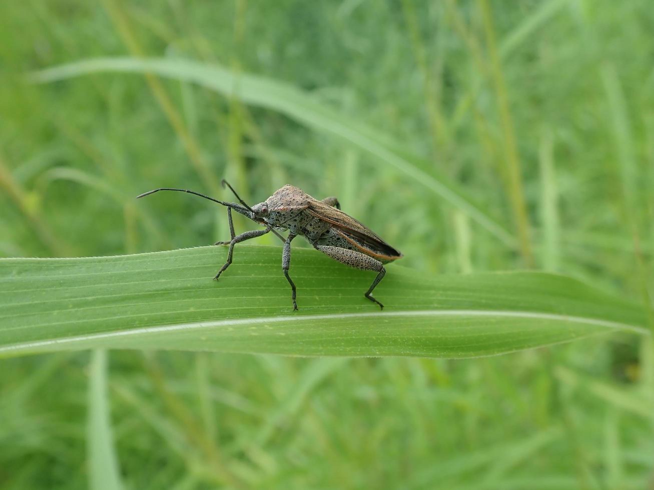 Closeup Leptocorisa oratoria, the rice ear bug in a green leaf, is an insect from the family Alydidae, the broad-headed bugs. In Indonesia called walang sangit, kungkang, pianggang, and tenang. photo