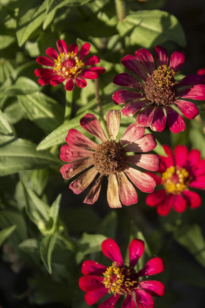 background aesthetic flower photo