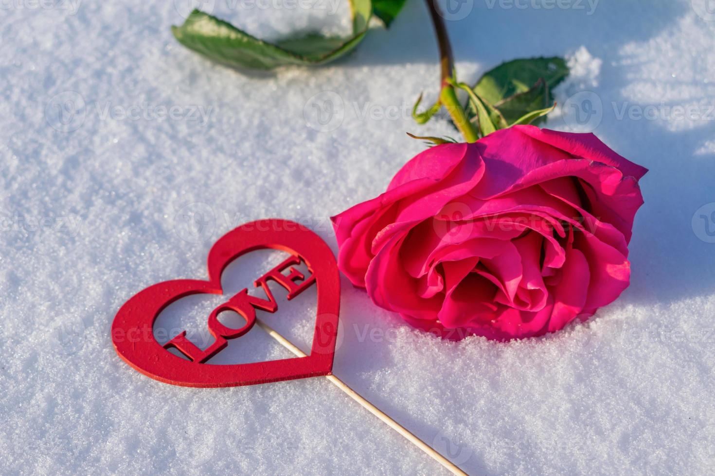 Delicate rosebud in the snow with a love message, symbolizing ...