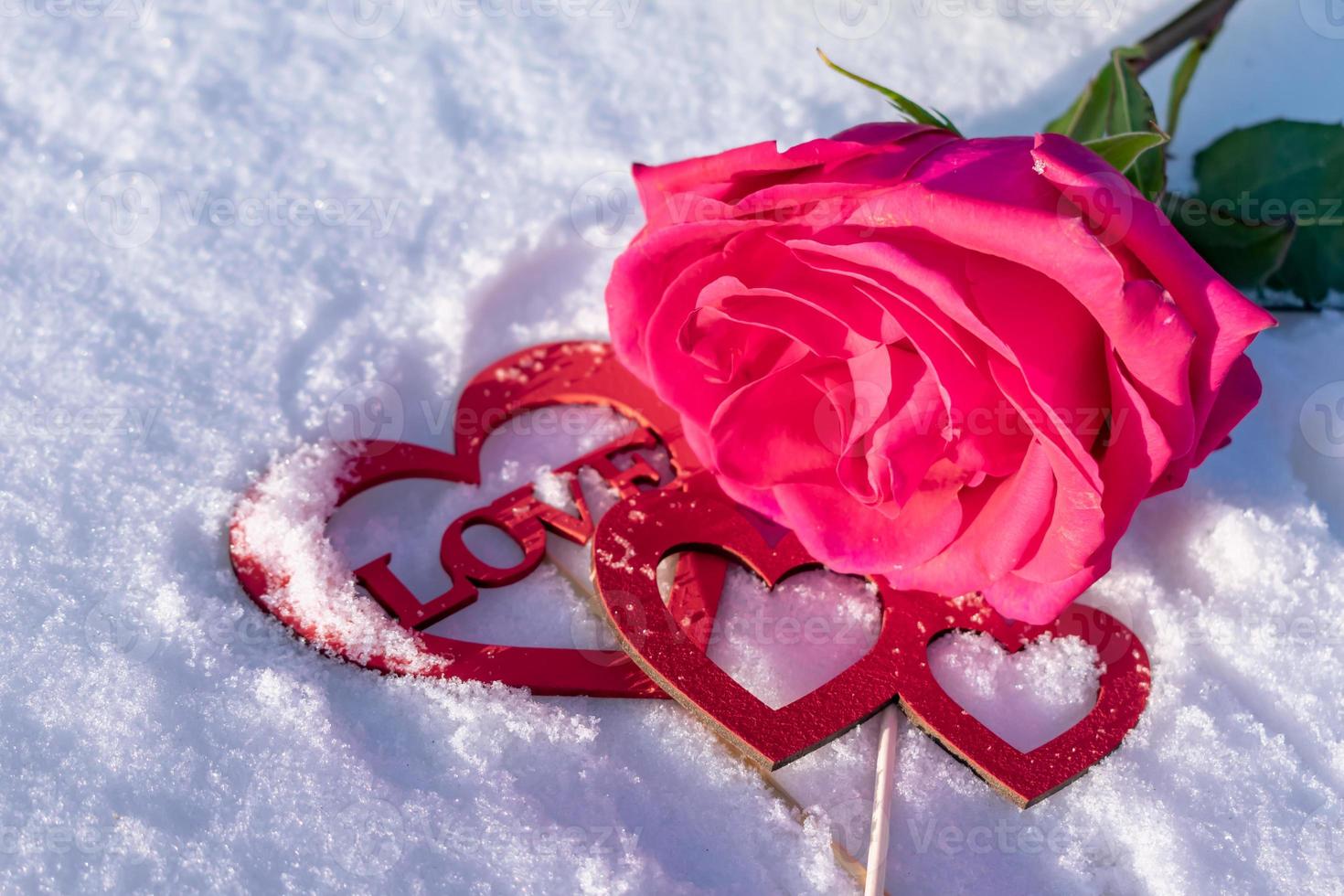 A beautiful tender rose lies on the snow with a love message and a ...