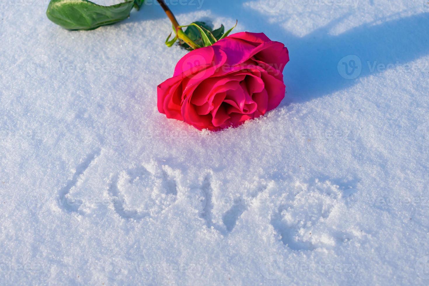 A lush tender rose lies in the snow next to the inscription about a declaration of love photo