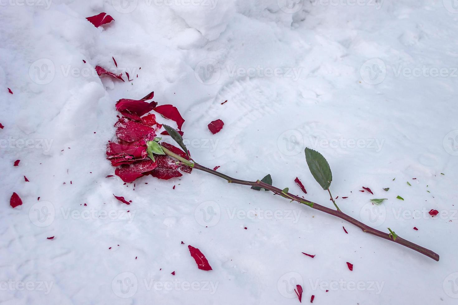 Frozen and crushed red rose in the cold snow on the road in winter photo