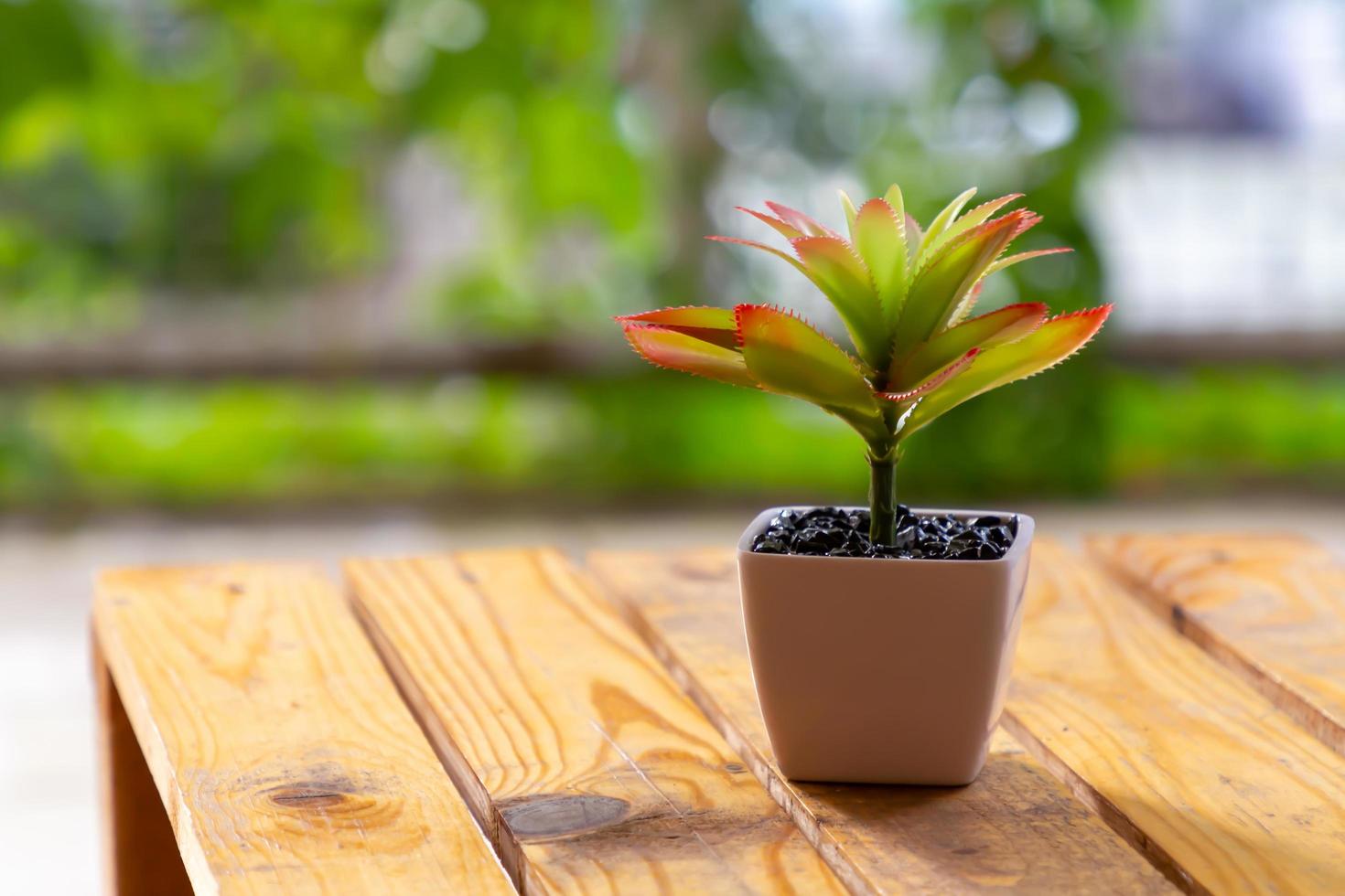 Aloe Flower in pottery photo