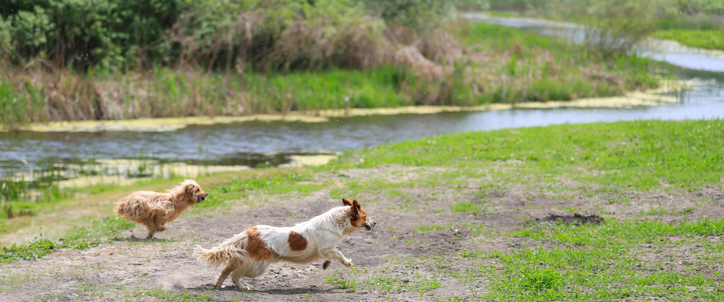 Two dogs playing on field photo