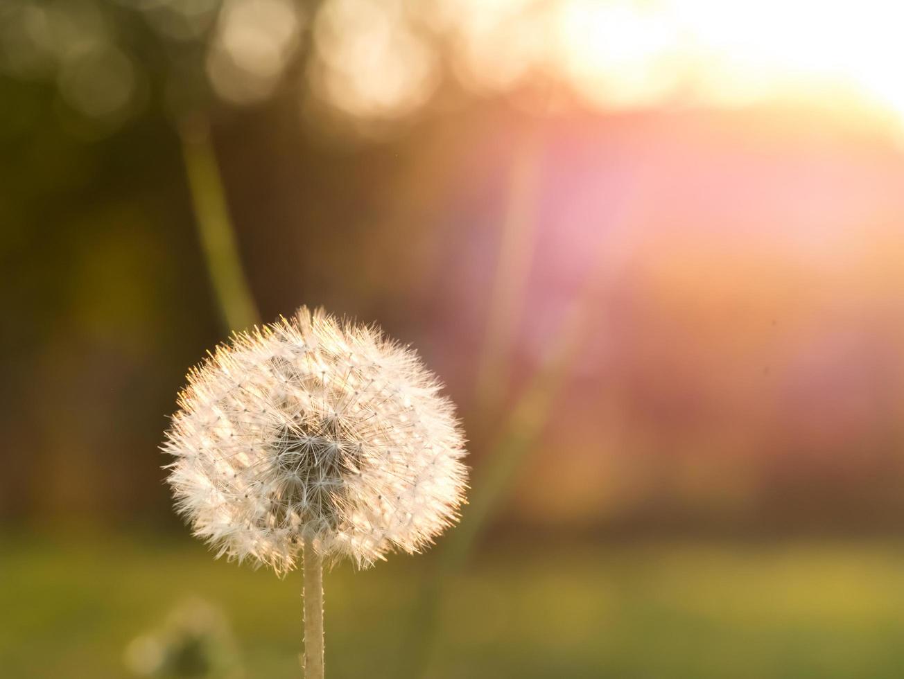 Dandelion with backlight Macro shot photo