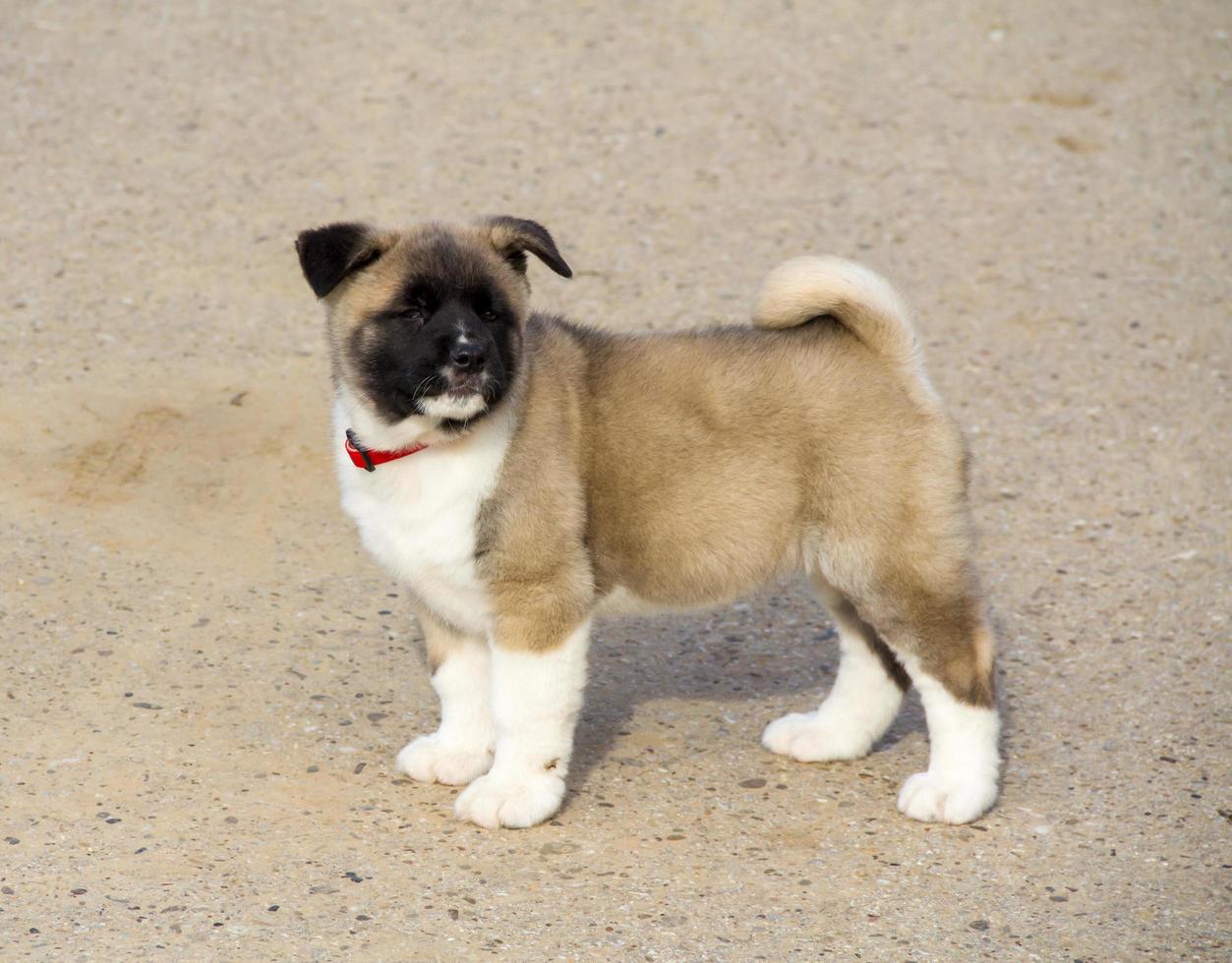 Beautiful Akita puppy photo