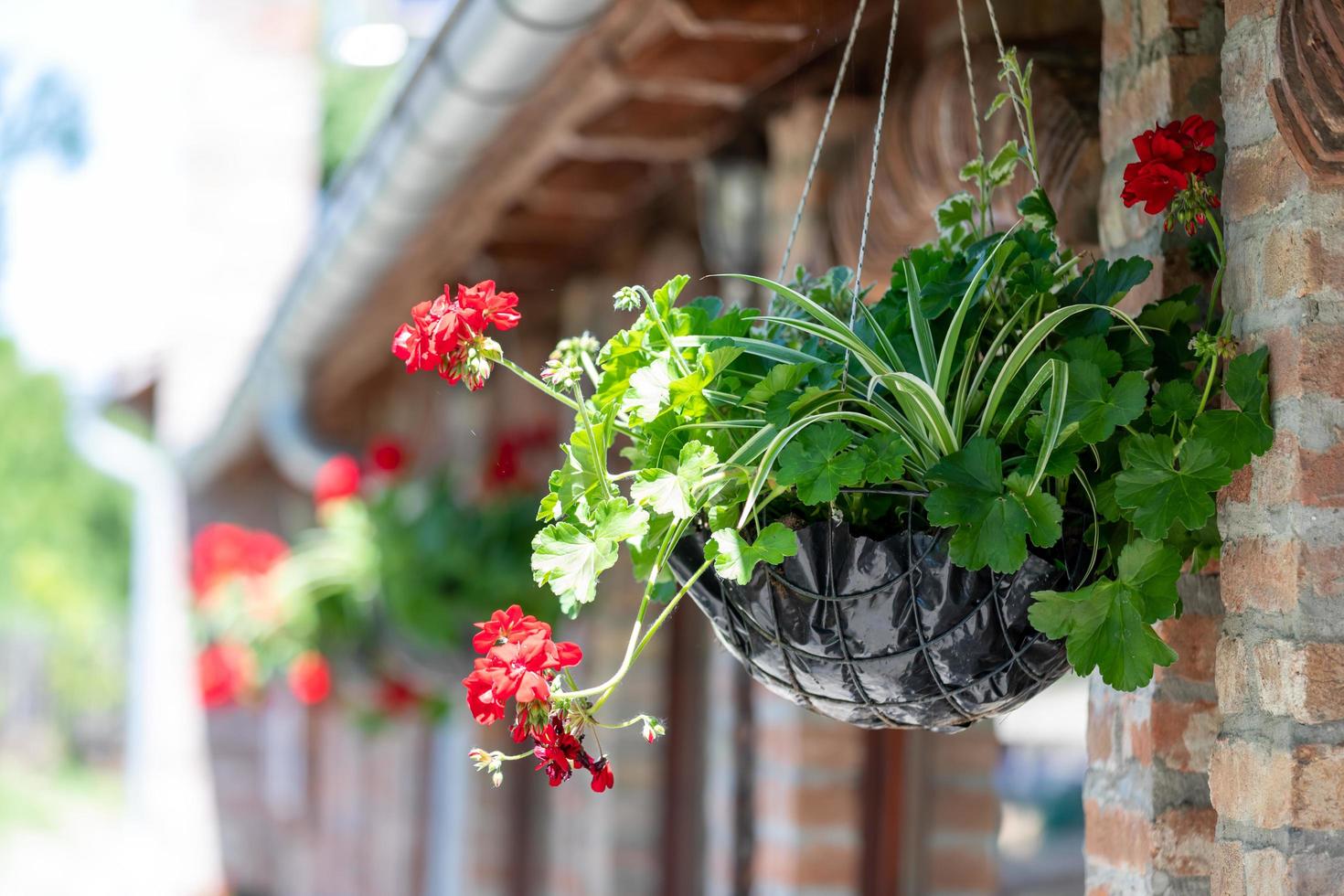 Red flowers in hanging pot photo