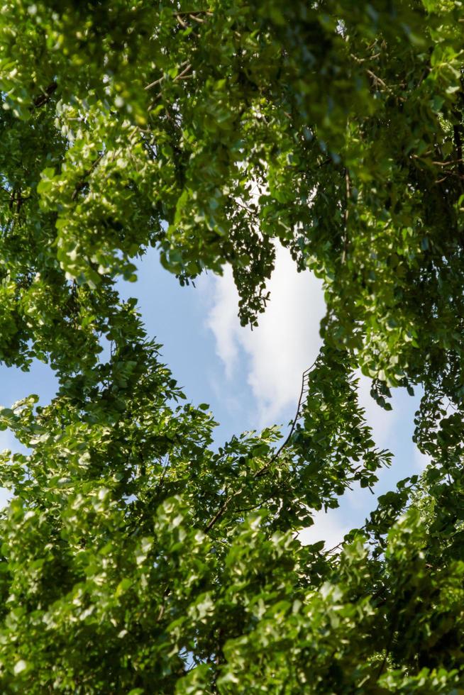 Tree branches creates heart shape photo