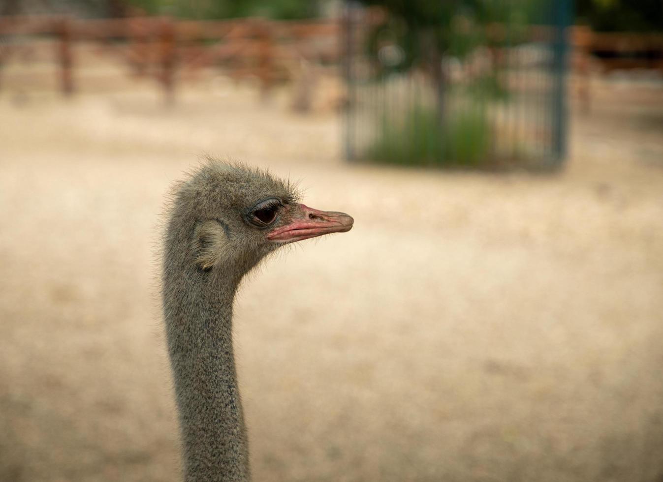 Portrait of ostrich bird photo