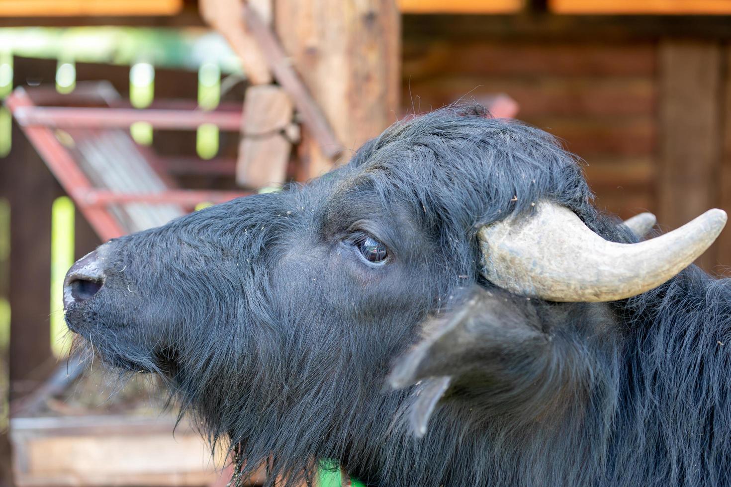 Portrait of cow photo