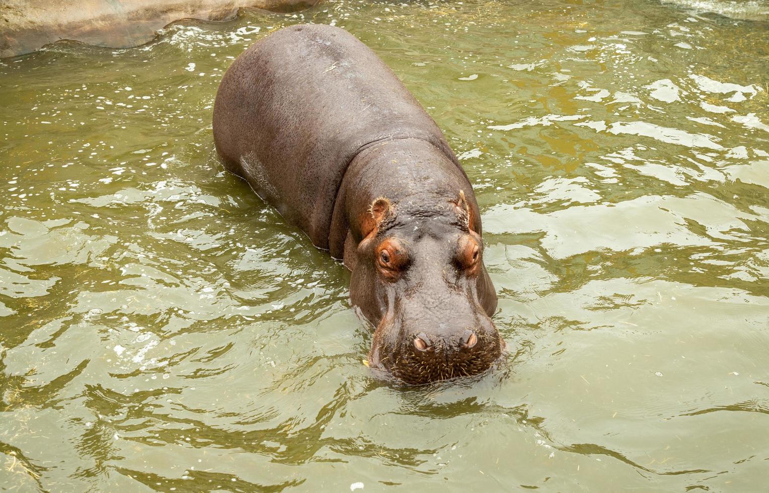 hipopótamo adulto en la piscina foto